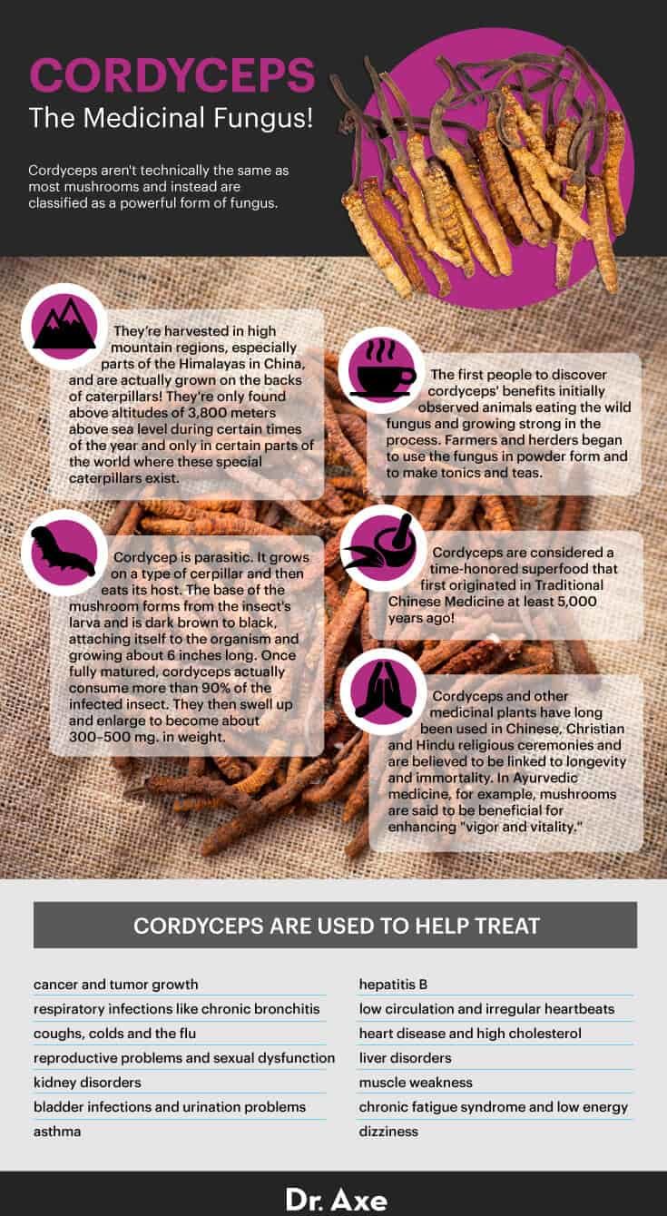 Cordyceps history - Dr. Axe